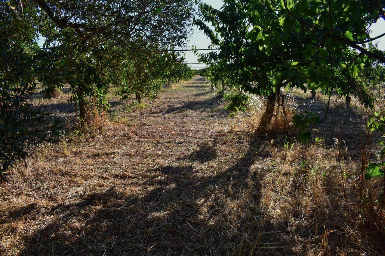 טורי Masseria Elefante מראה חיצוני תמונה